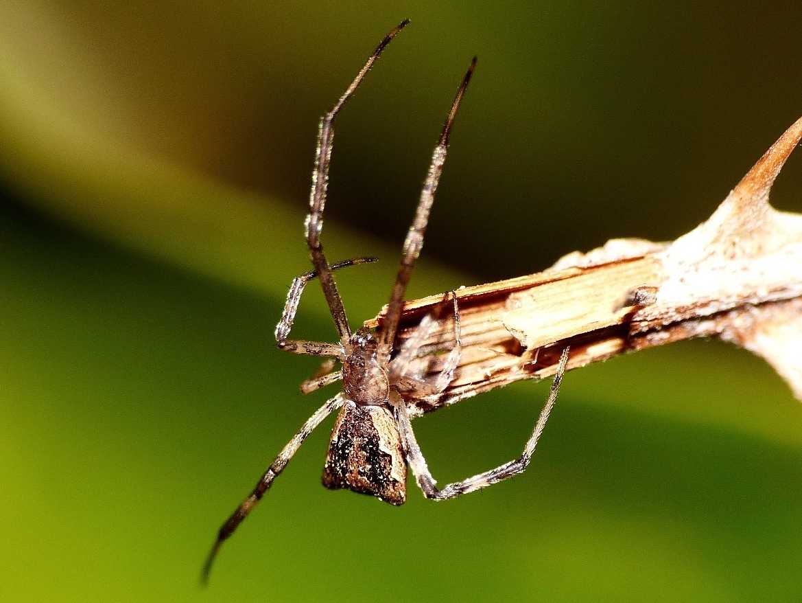 Episinus cfr maculipes - S. Teresa Gallura (OT)